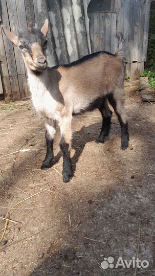 Чешские козочки