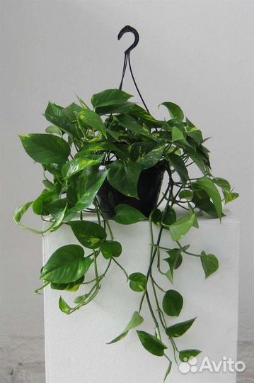 Сциндапсус