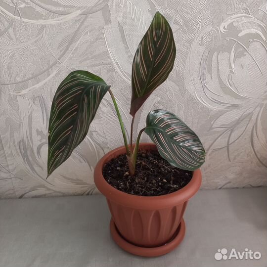 Цветы комнатные