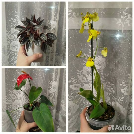Комнатные растения