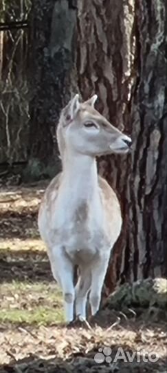 Фары волга 3102