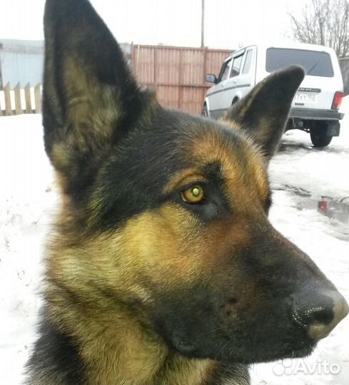 Собака для вязки