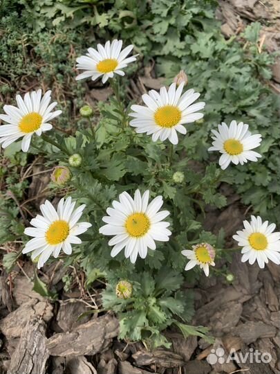 Нивяник, ромашка, маврантемум