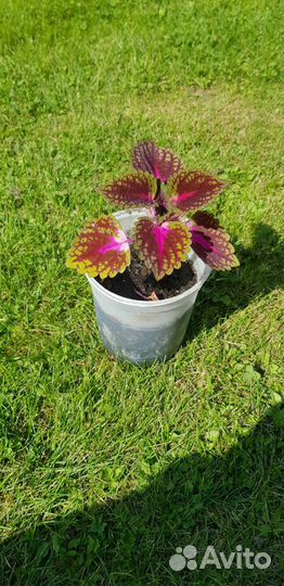 Колеус Вершаффельта бархатисто красно зелёный