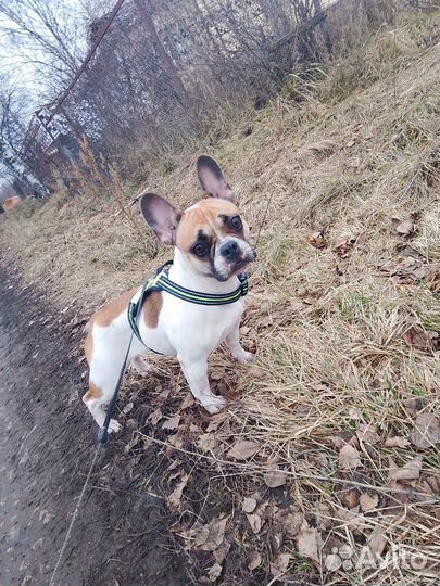 Французский бульдог