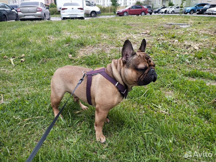 Вязка собак французский бульдог