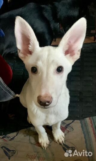 Собачка Снежок ищет дом и хозяина