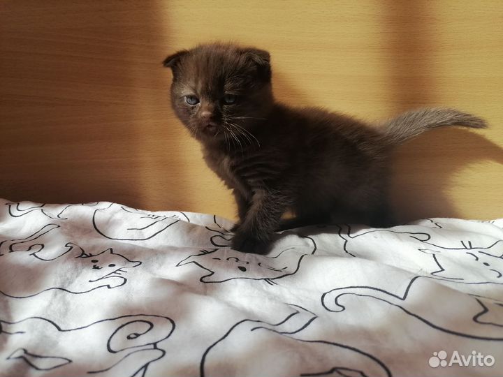 Британские котята