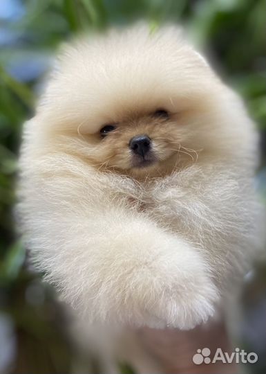 Щенки шпица