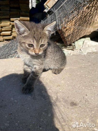 Котята в добрые руки бесплатно