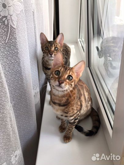 Чистокровные бенгальские котята