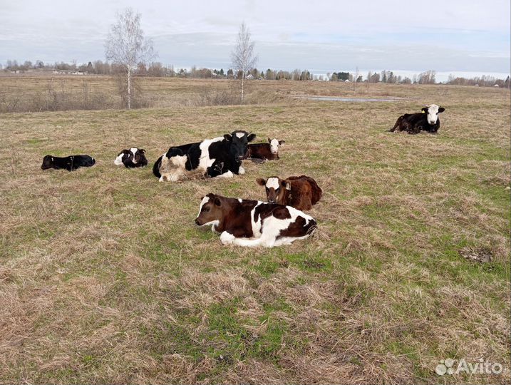 Продажа крс