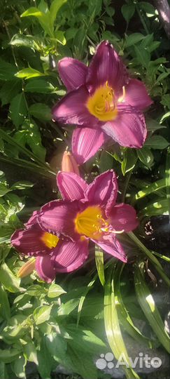 Саженцы многолетних растений