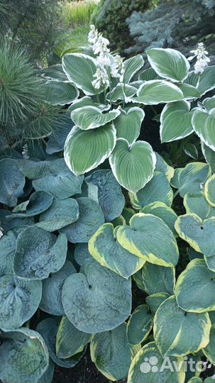 Растения для сада и дачи (Хоста)