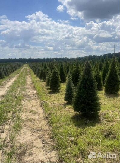 Пихта Корейская с гарантией приживаемости