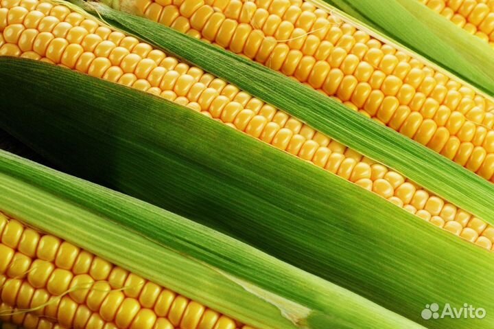 Гибриды кукурузы Пионер П8521