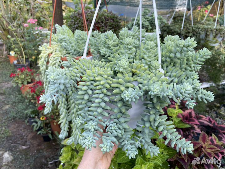 Суккуленты, очиток