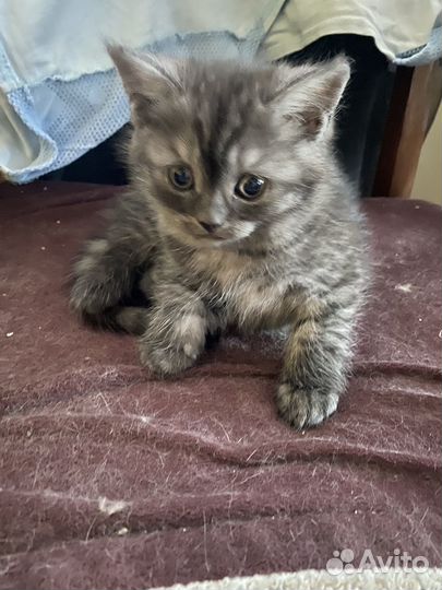 Британские котята