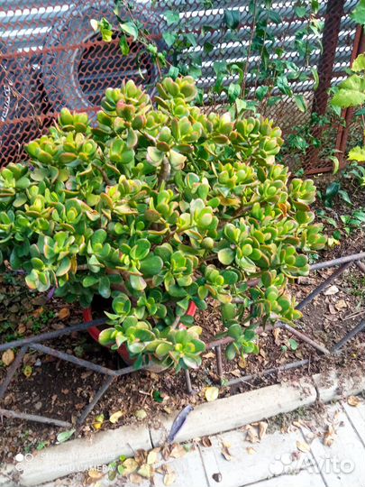 Толстянка, денежное дерево