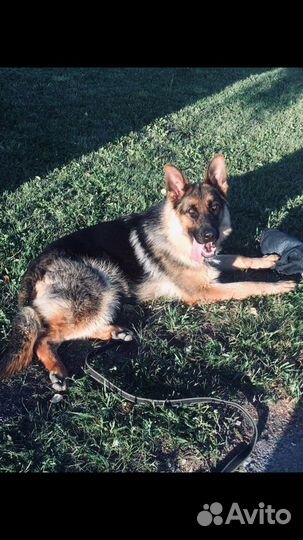 Щенки немецкой овчарки