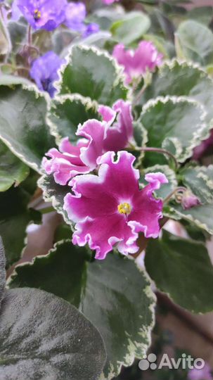 Сортовые фиалки стандарт