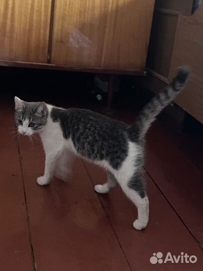 Кошка в дар