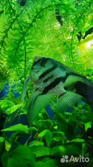 Аквариумные рыбки