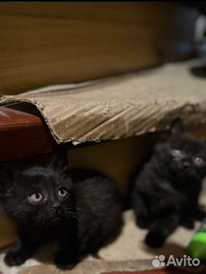 Котята шотландцы