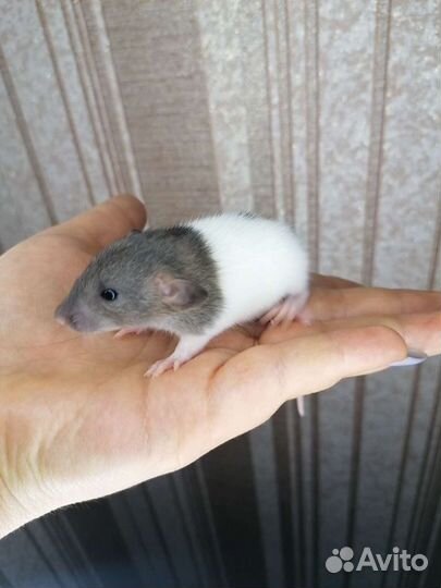 Крысята дамбо