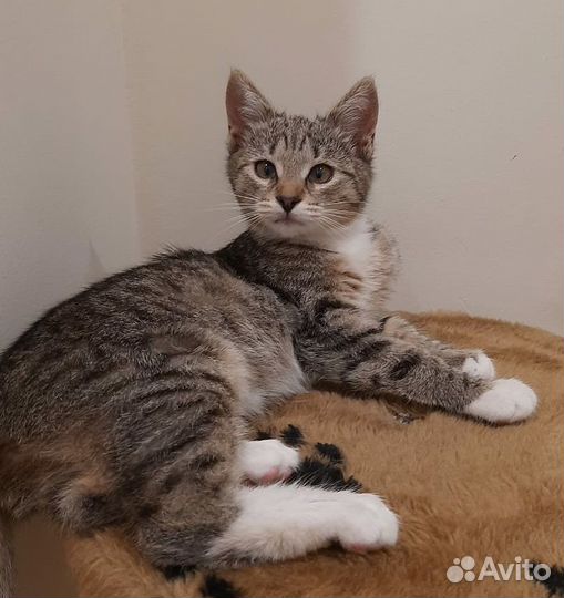 Полосатый котенок Нюша