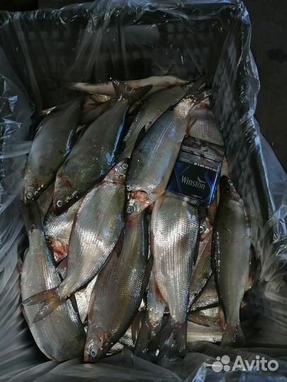 Реализую пелядь (сырок) опт от 2 тонн