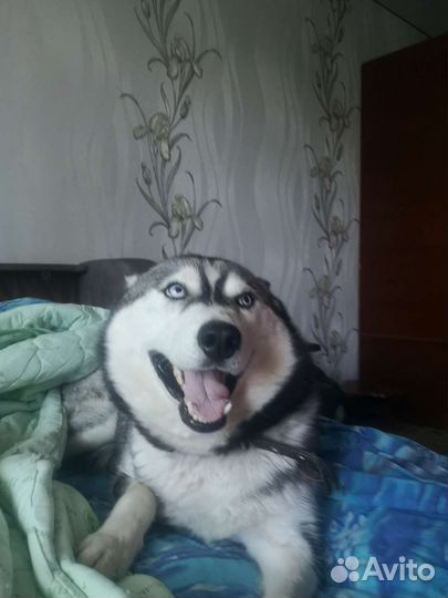 Сибирский хаски