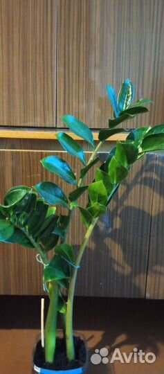 Замиокулькас