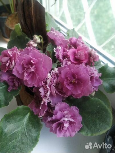 Фиалка Ле Роза Ветров, Бегония black mamba