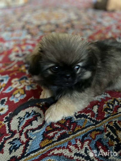 Щенки пекинеса