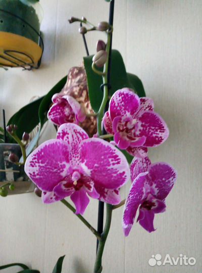 Коллекционные орхидеи