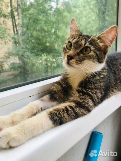 Ищет своих мам и пап малышка Песчанка