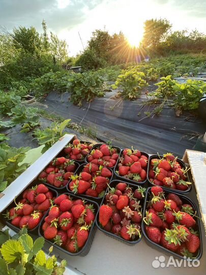 Саженцы клубники