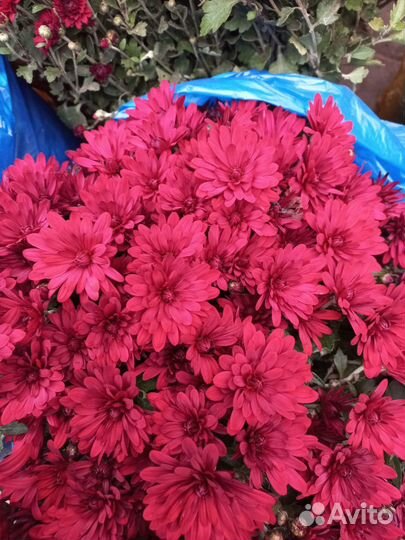 Хризантема шаровидная