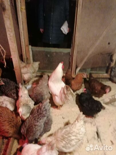 Яйца на инкубацию