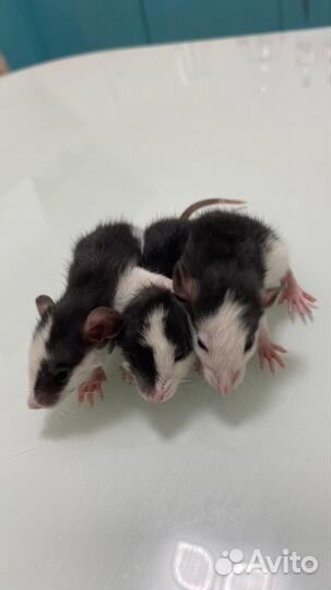 Декоративная крыса дамбо