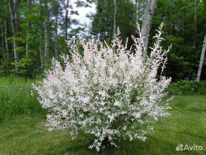 Ива Хакуро Нишики С2/3