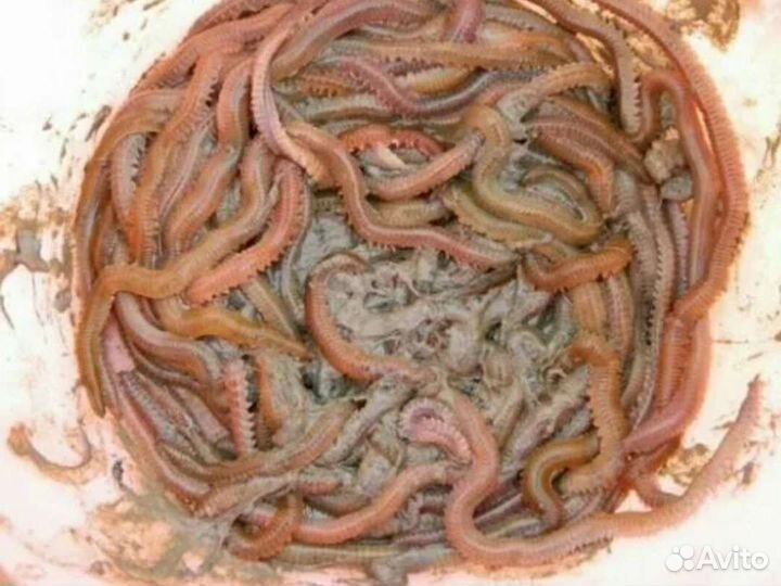 Морской червь нереис