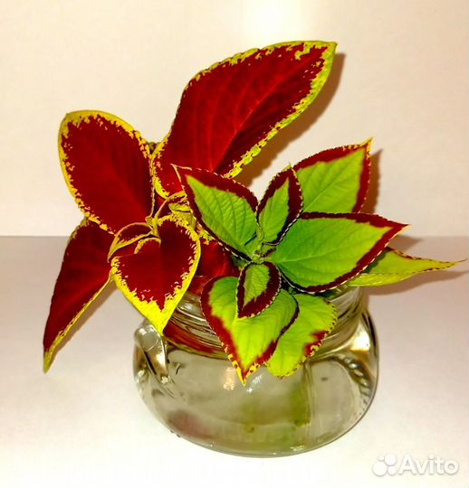 Черенки колеуса (набор из 2х шт.)