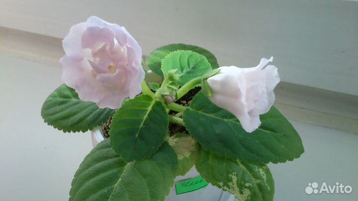 Продам цветы комнатные