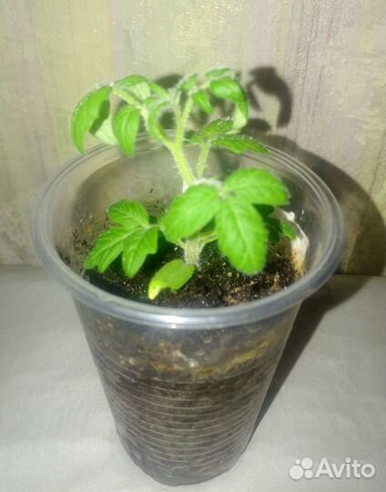 Рассада карликовых томатов для дома