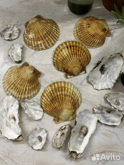 Морские ракушки от гребешков и устриц
