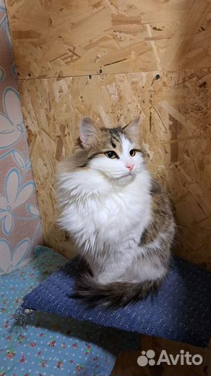 Кошечка Кассандра в добрые руки