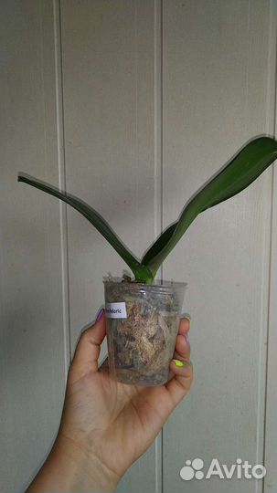 Орхидея Black Piano бабочка