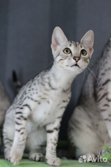Египетская Мау котята